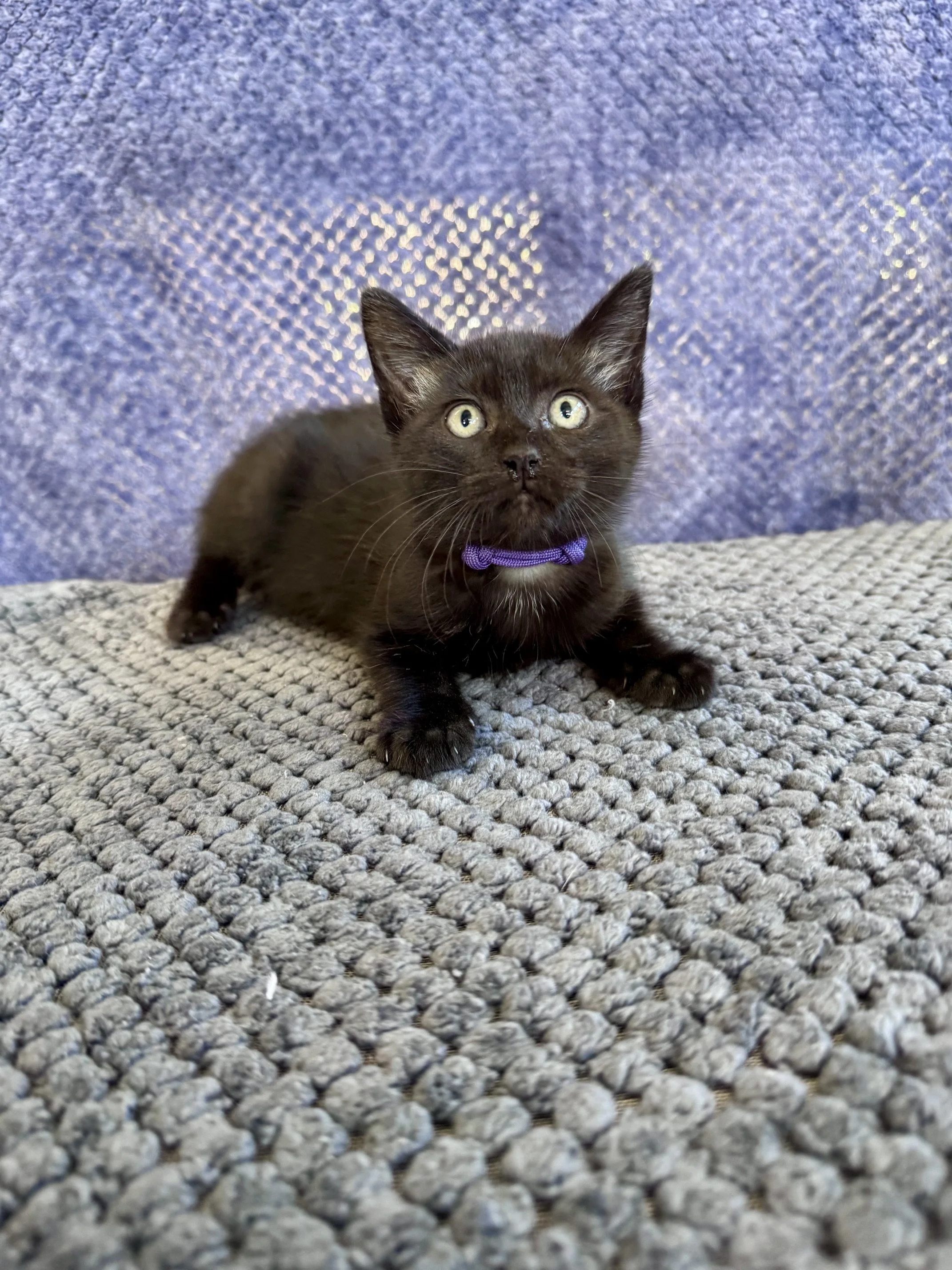 Banshee (M) - Shorthair Black - Est DOB 7/15/26 - At the Anderson Valley Farm Supply - Available NOW