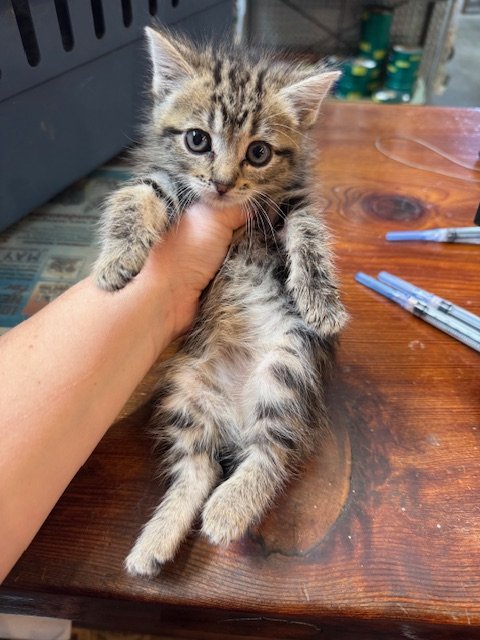 Wren (F) - Tabby Town Litter #3 - Brown Tabby - Est DOB 4/15/26 - In Foster - Tentatively Available June 25th