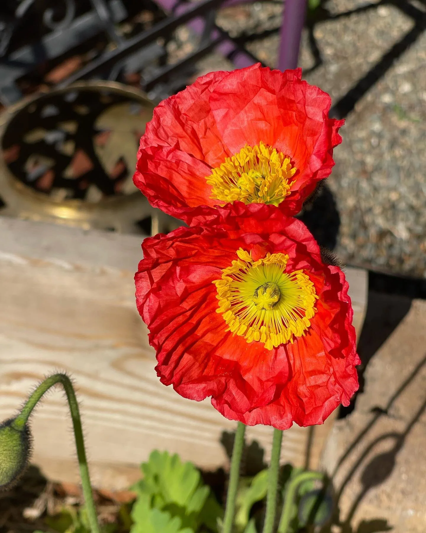 Happy Sunday y&rsquo;all! No filter. 
My favorite flower has quickly become the #icelandicpoppy. Watching it pop open from that beautiful fuzzy droplet. I totally thought these were pink. NOPE! LOVING this bright BRIGHT orange.

Make sure to sign up 