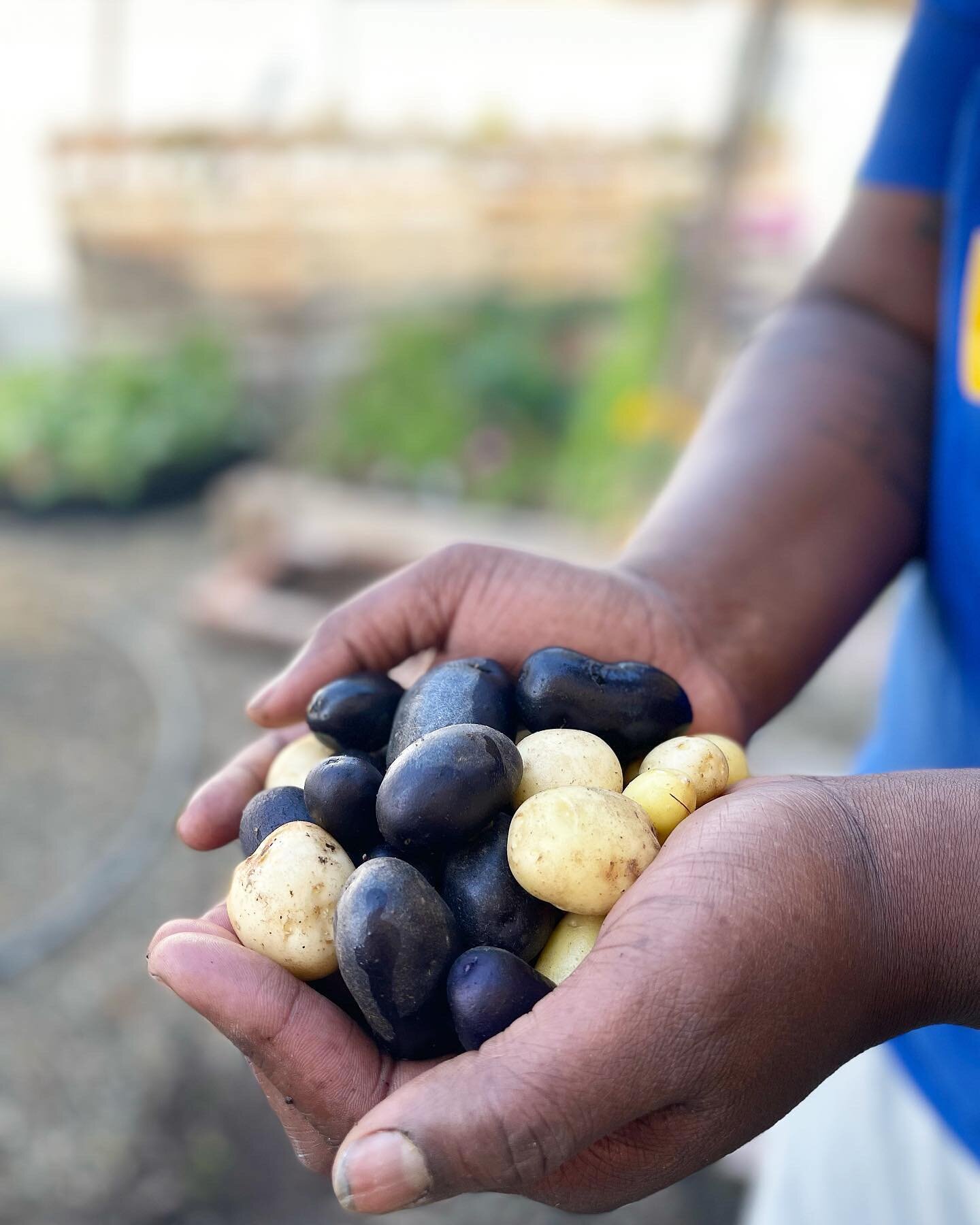 Our first little tater harvest!
We can&rsquo;t wait to roast these beauties for dinner tonight. And of course we will top it with some delicious #microgreens.

Make sure you sign up for our first subscription delivery this week! 
(Link in bio)

#micr