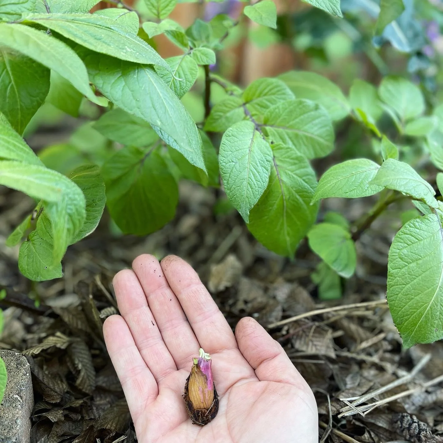 👀👀👀
LOOK what we found amongst our winter &lsquo;taters on our garden wall this morning. Gotta love volunteers sprouting! 
Do YOU know what it is?
We do. 😜
Comment with your answer and if your right (and local) you&rsquo;ll get our FIRST Sample B