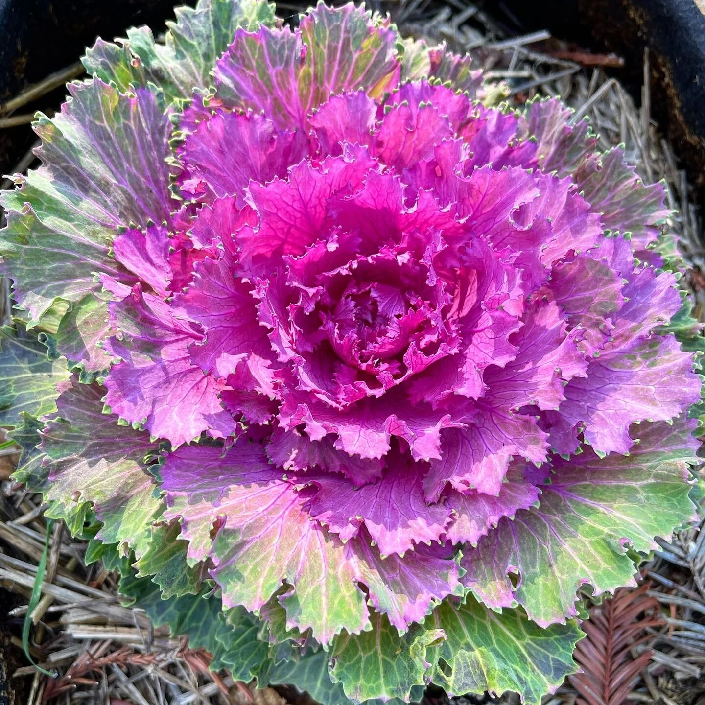 A little ornamental kale beauty for your Sunday. We LOVE this pop of color in our outdoor garden. 
We can&rsquo;t wait to show you the kale microgreens are growing inside!
#staytuned
#blackownedbusiness 
#womanownedbusiness 
#microgreens 
#urbanfarme