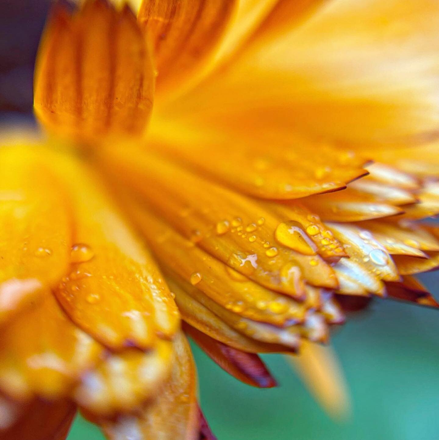 The dew drops on his favorite #calendula were irresistible this morning!