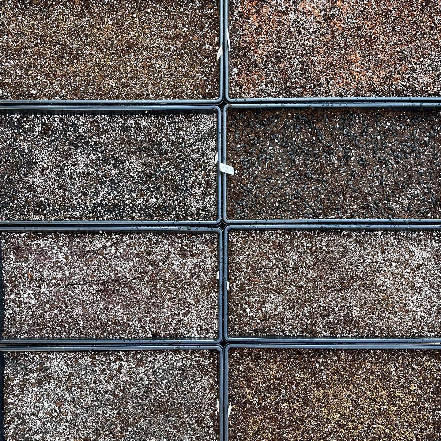 First test seeds are sown!
#microgreens
#urbanfarming 
#blackownedbusiness 
#womanownedbusiness