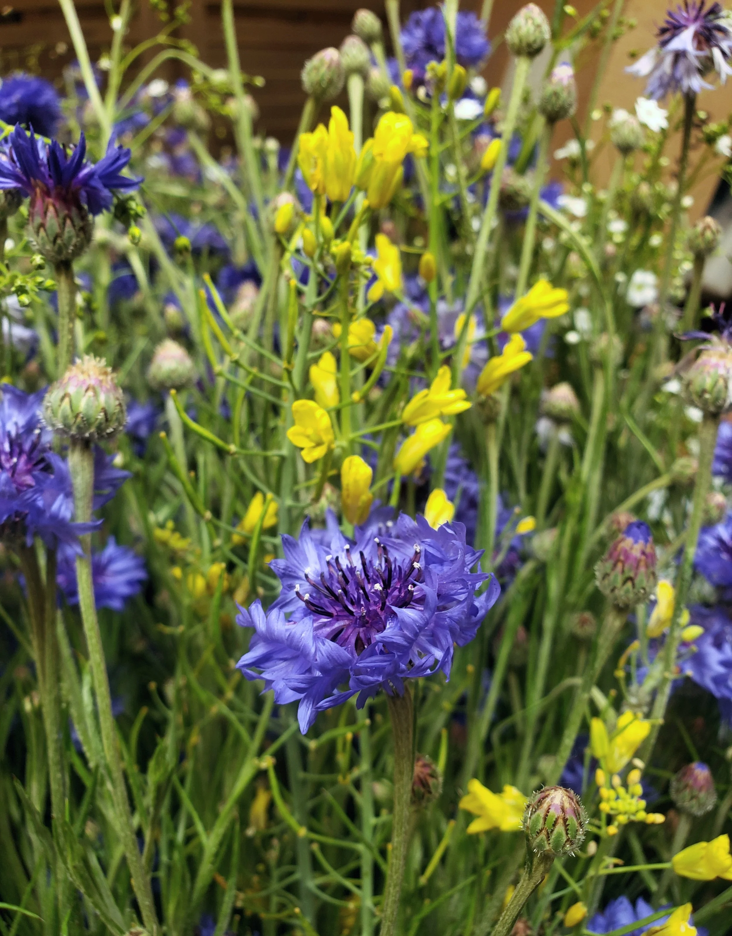 Rio Grande Nature Center Spring Garden Festival