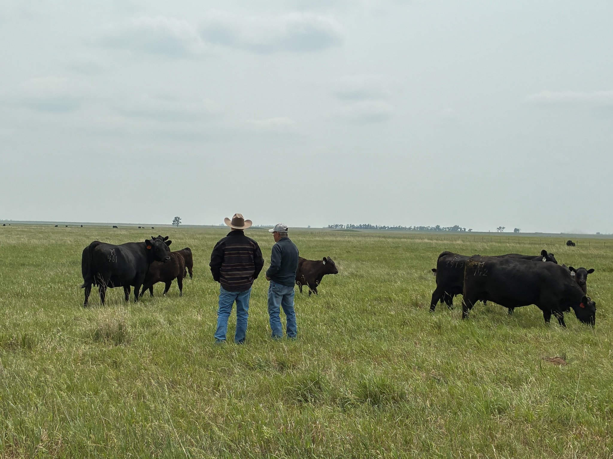 Royden stock in paddock, Evans Plains NSW