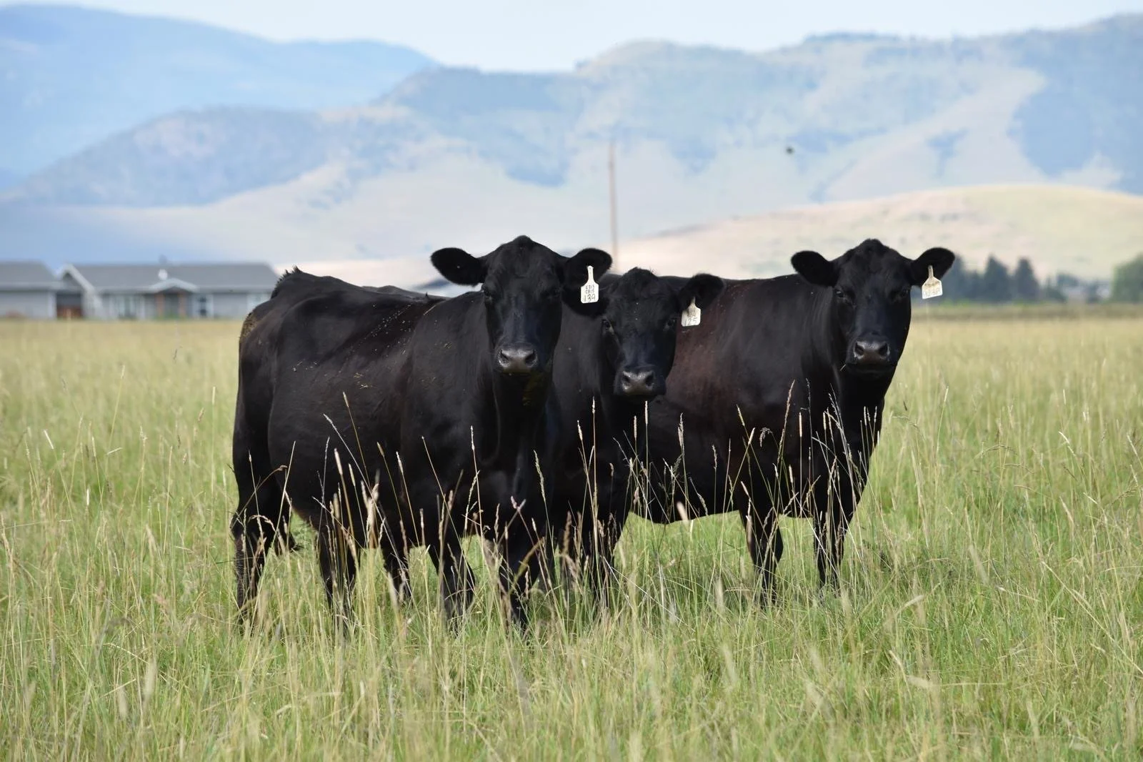 Royden stock in paddock, Evans Plains NSW