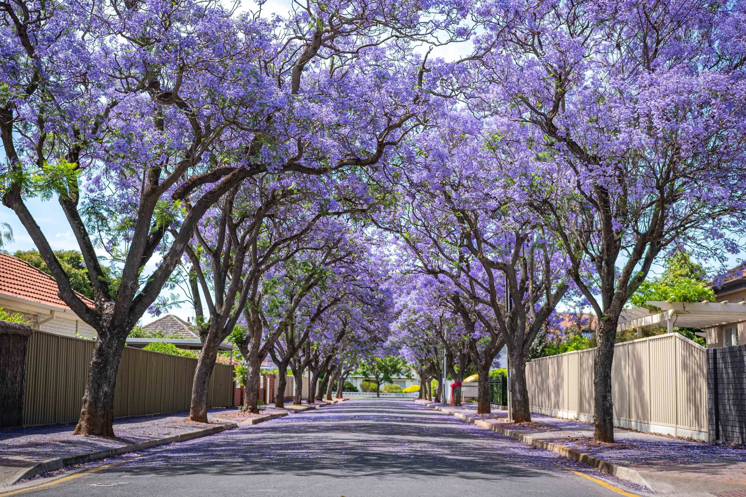 Jacarandas Avon St-4.jpg