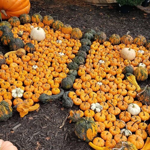 Our Pumpkin Patch Family Tradition Image 3.jpg