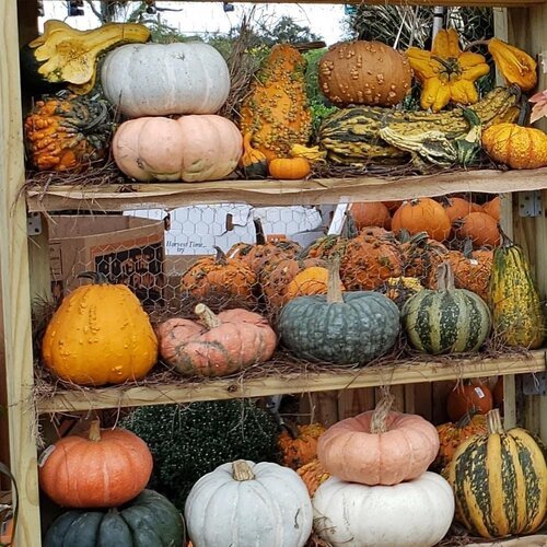 Our Pumpkin Patch Family Tradition Image 7.jpg