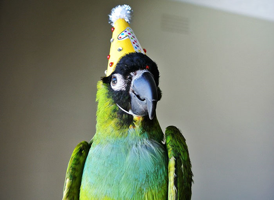 NoPalm celebrates one year anniversary