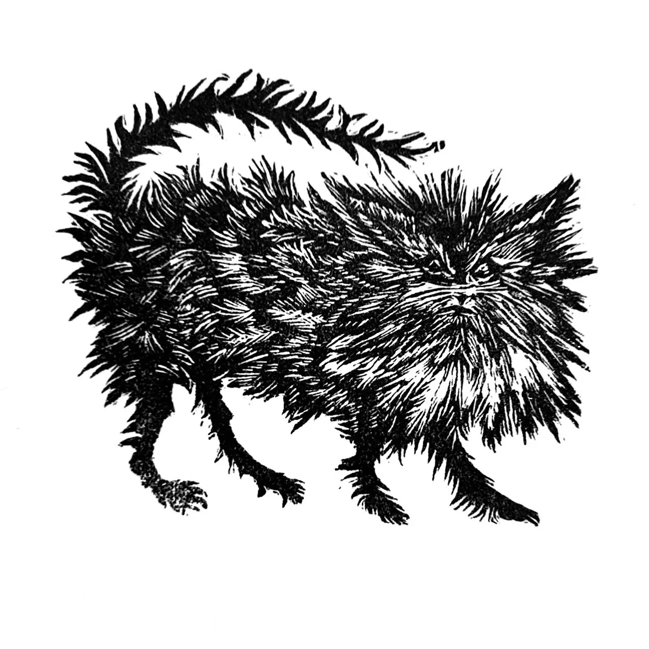 CAT FINSHED PRINT.jpg