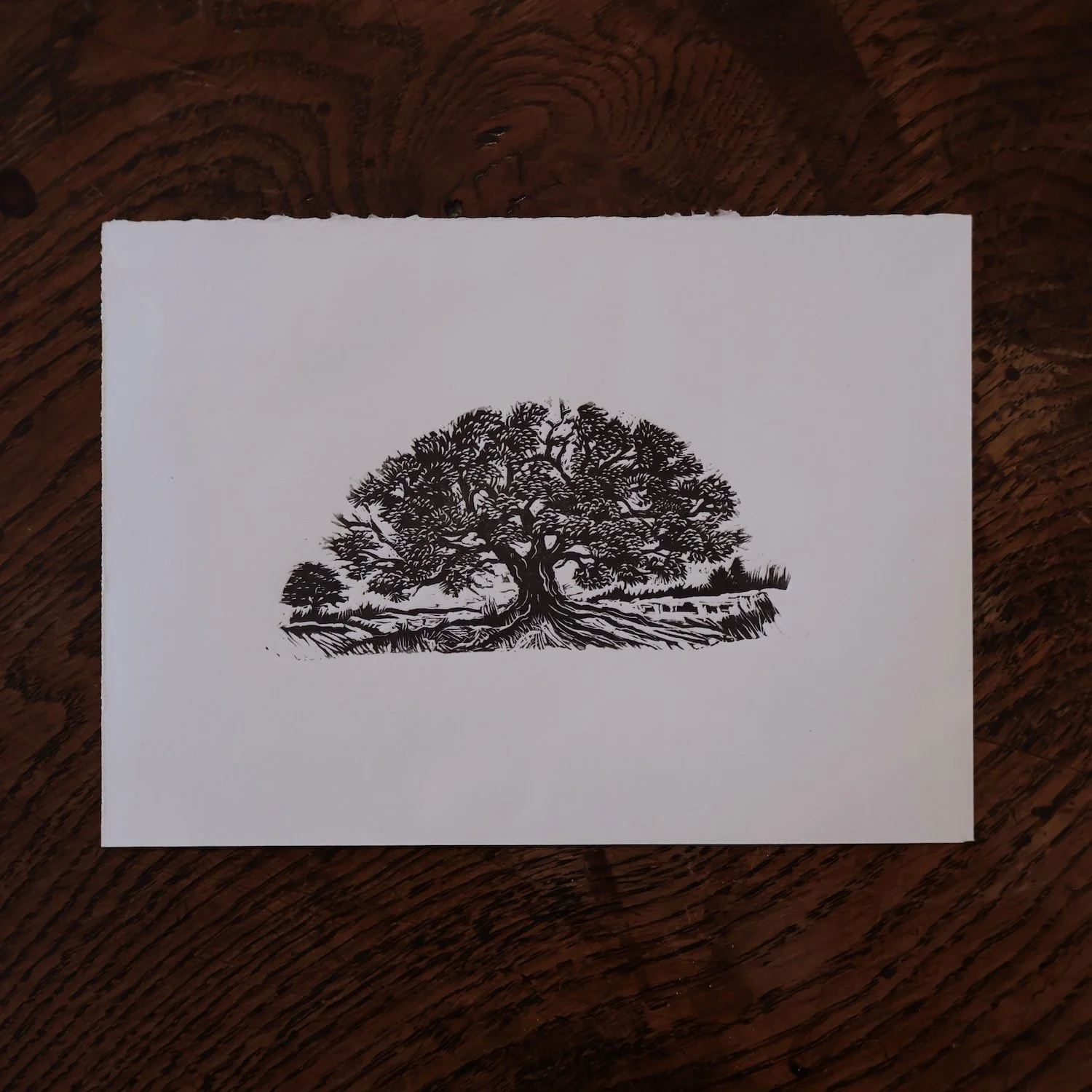 The Oak - Wood engraving, Limited edition