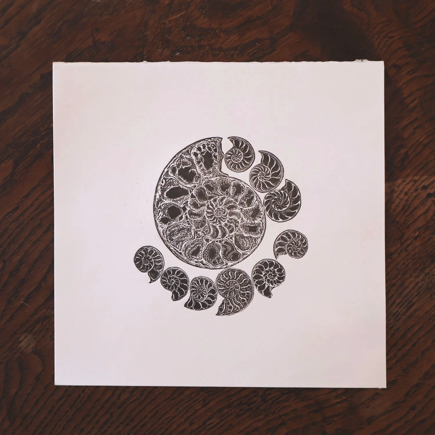 ammonite - Limited edition wood engraving Richard Studer