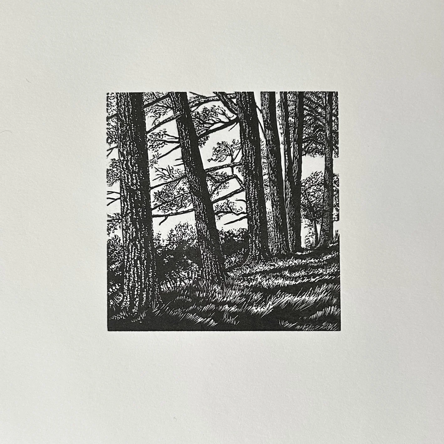 Hergest Pines - Wood Engraving 75x75cm