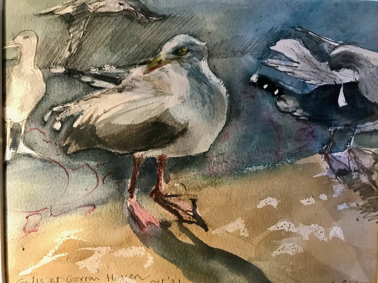 Seagulls at Gorran Haven