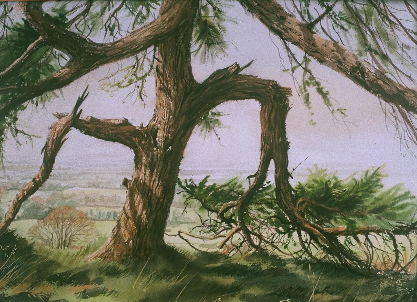 1997
Larch Tree
Watercolor 28x38 cm

Pre-empting #spring #watercolour 
#painting #trees #larch #stormdamage #newgrowth