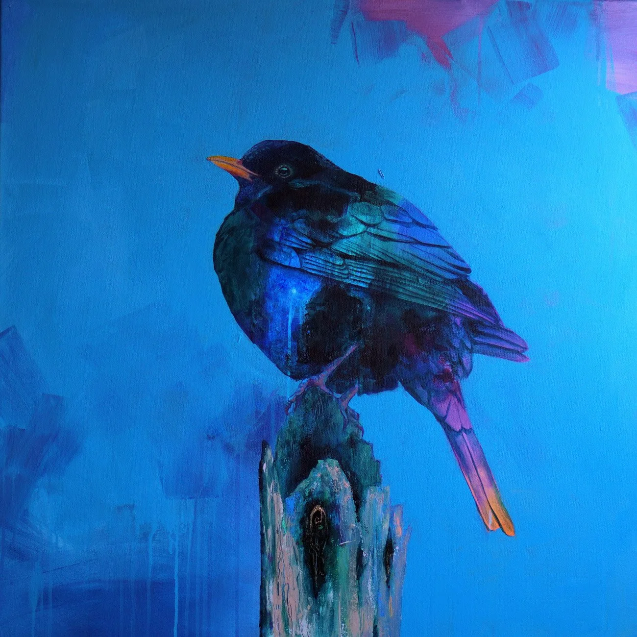 Amsel | Acryl 80x80cm