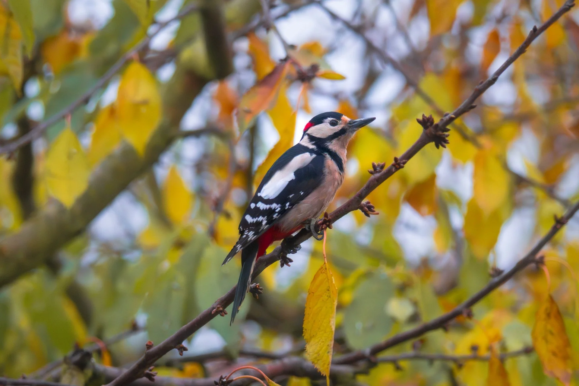Buntspecht männlich herbst 2 WEB.jpg
