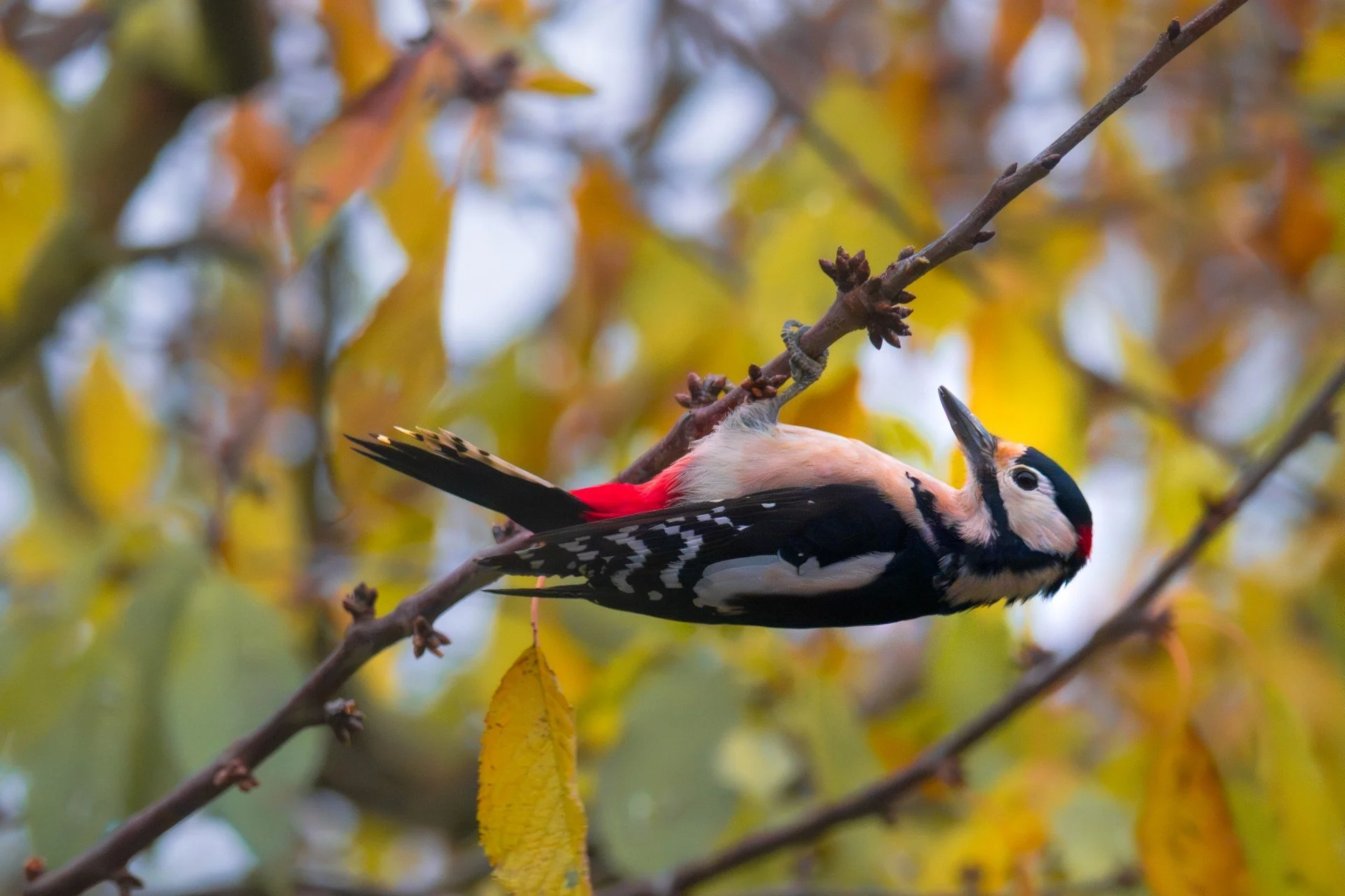 Buntspecht männlich herbst WEB.jpg