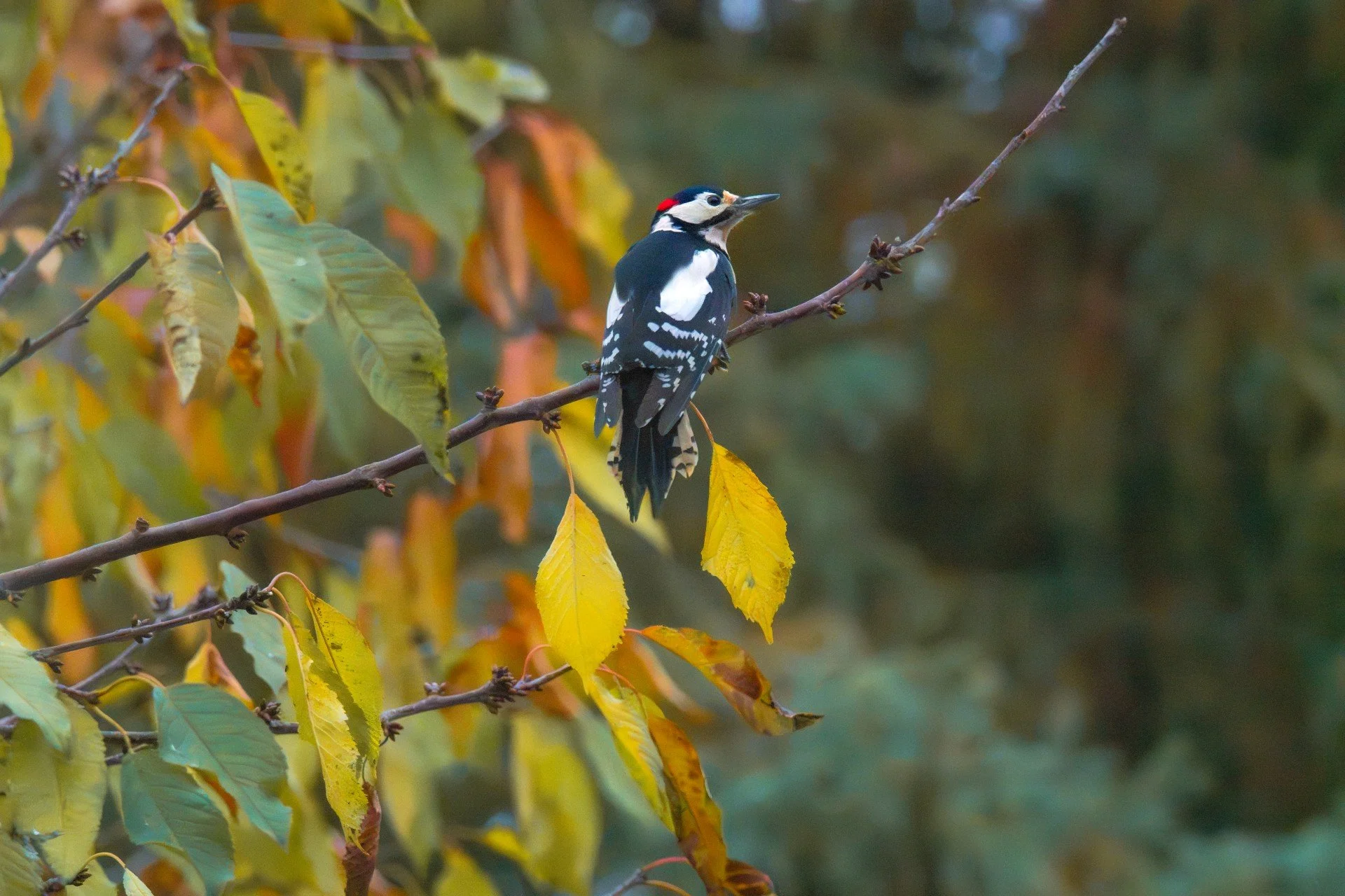 Buntspecht männlich herbst 3 WEB.jpg