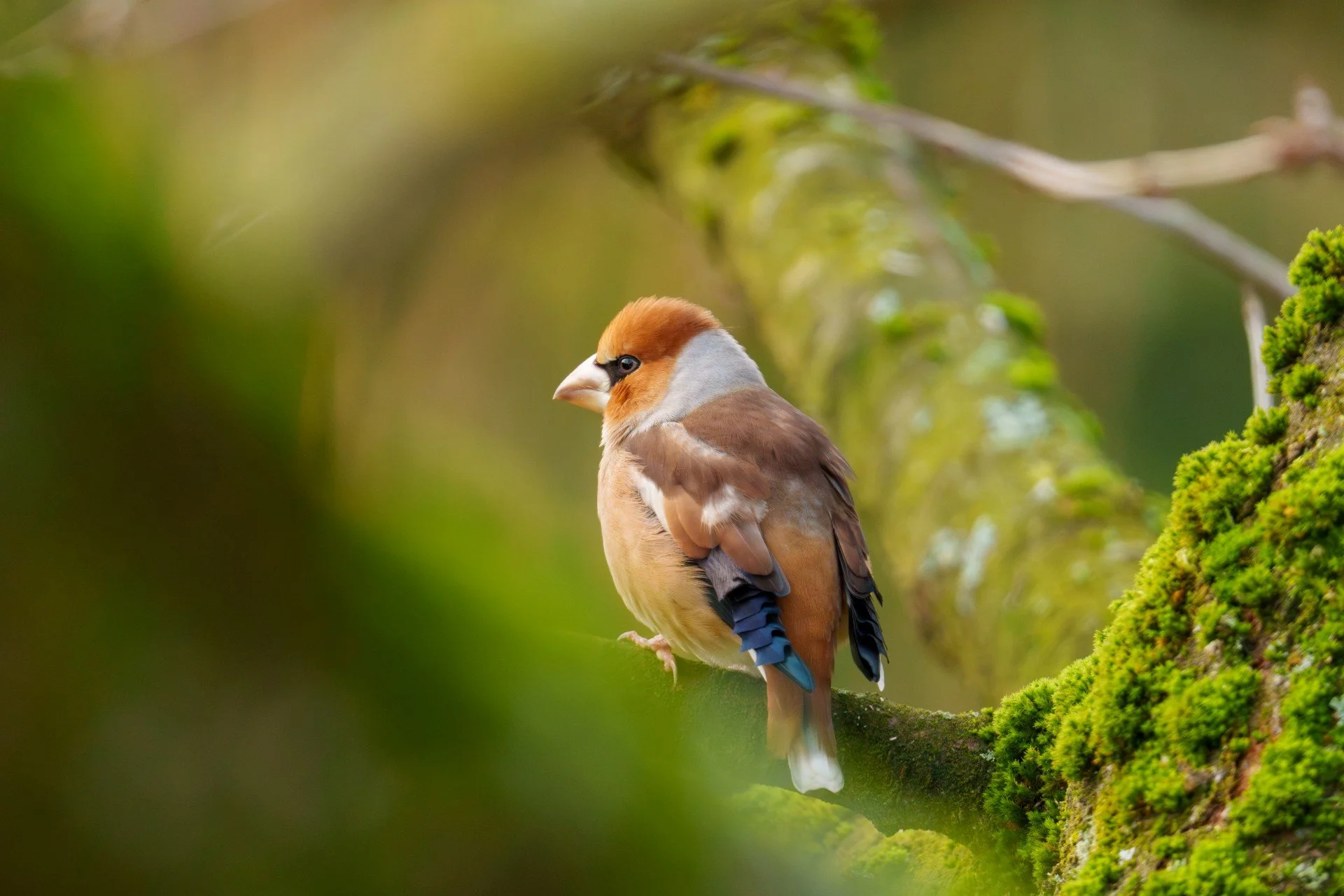 Kernbeißer Heiligabend WEB.jpg