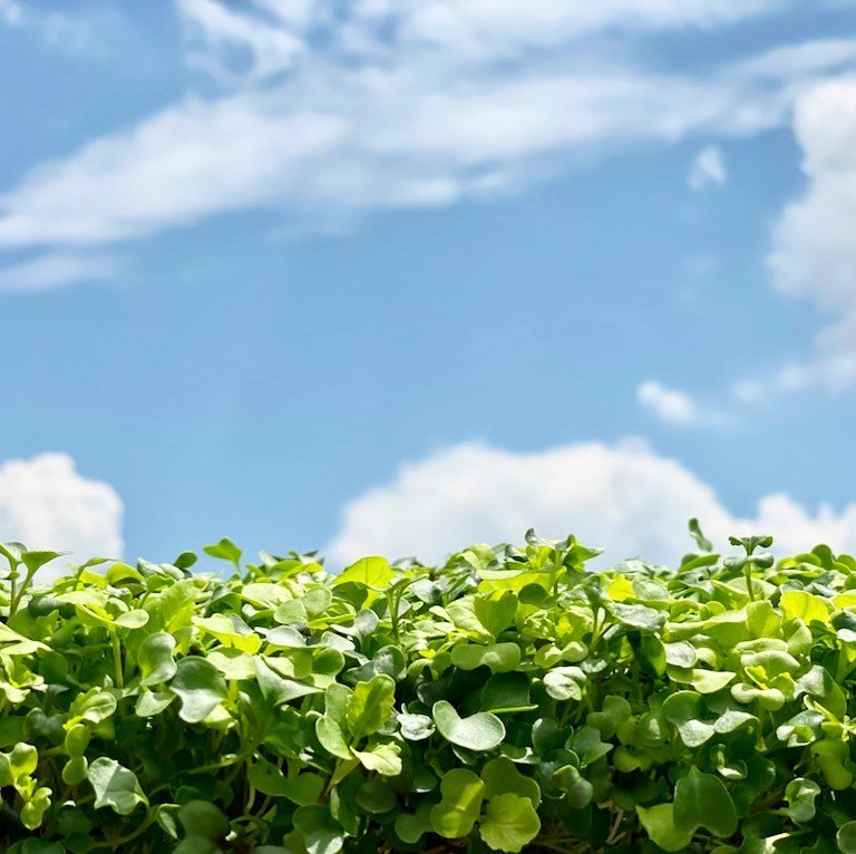 broccoli_and_sky.jpg