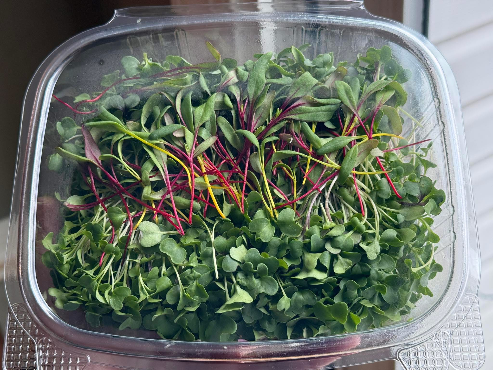 SuperFood Mix Microgreens