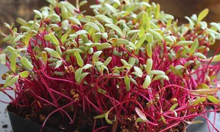 Beet Microgreens