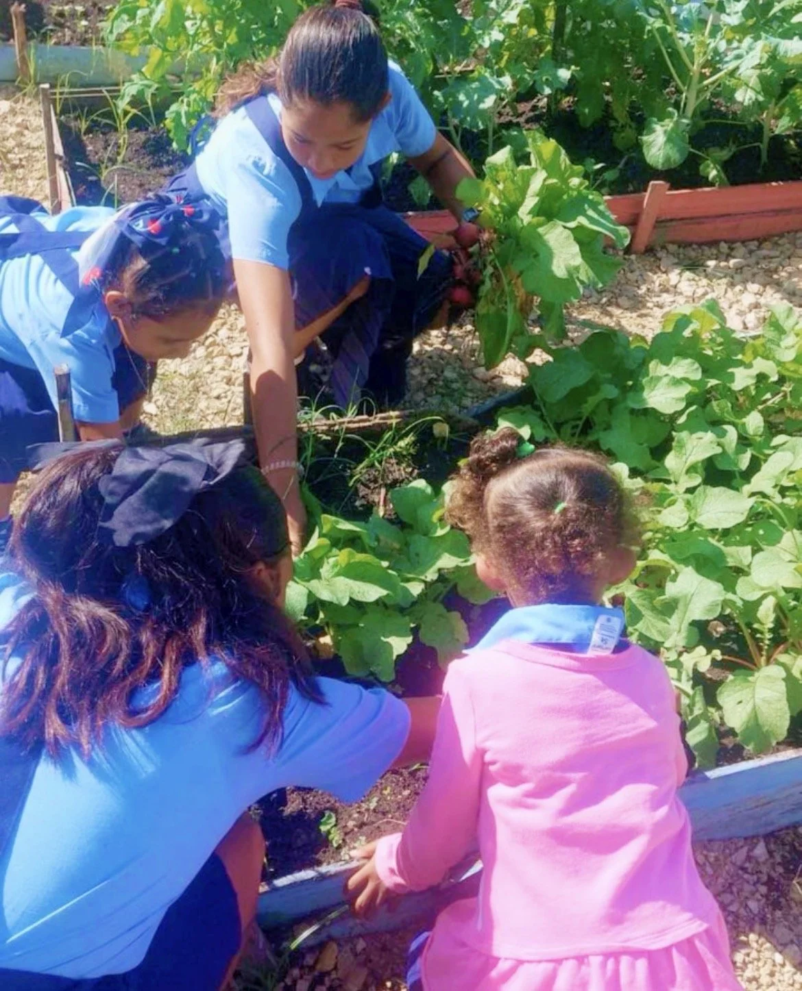 Students learning and harvesting fresh produce in the Farm to Table School Garden at San Antonio Government School.