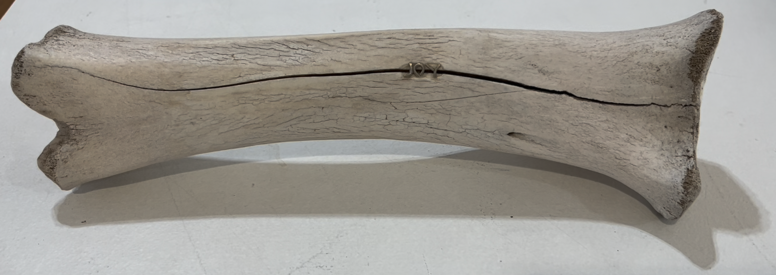 "Joy." -2020
Joy is not happiness. Happiness is a response to circumstance. Joy is something older, deeper, more defiant than that — it lives in the bone regardless of what is happening at the surface. It does not require good news or easy days. It r