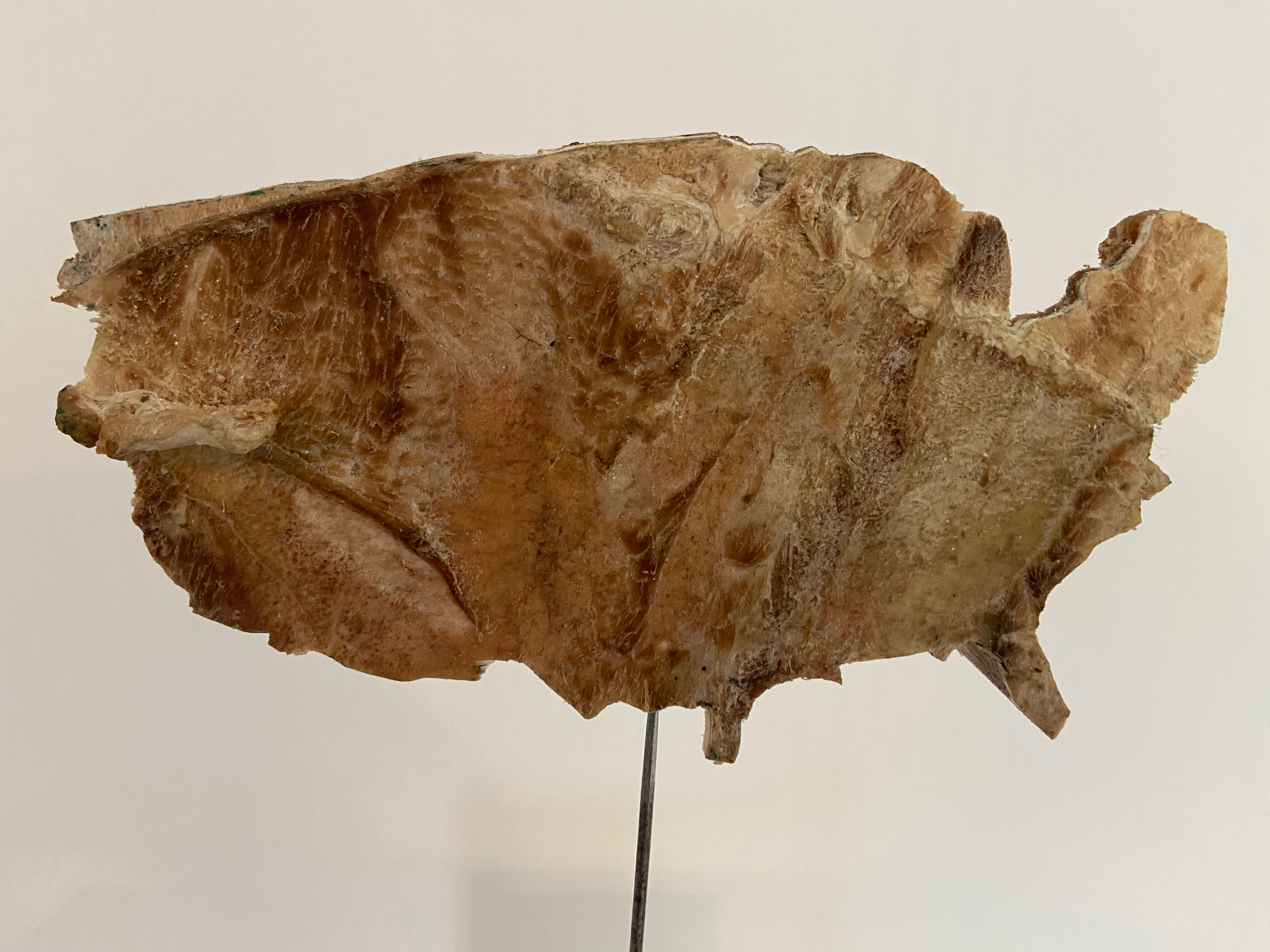 A Slow Decay_2 copy.png