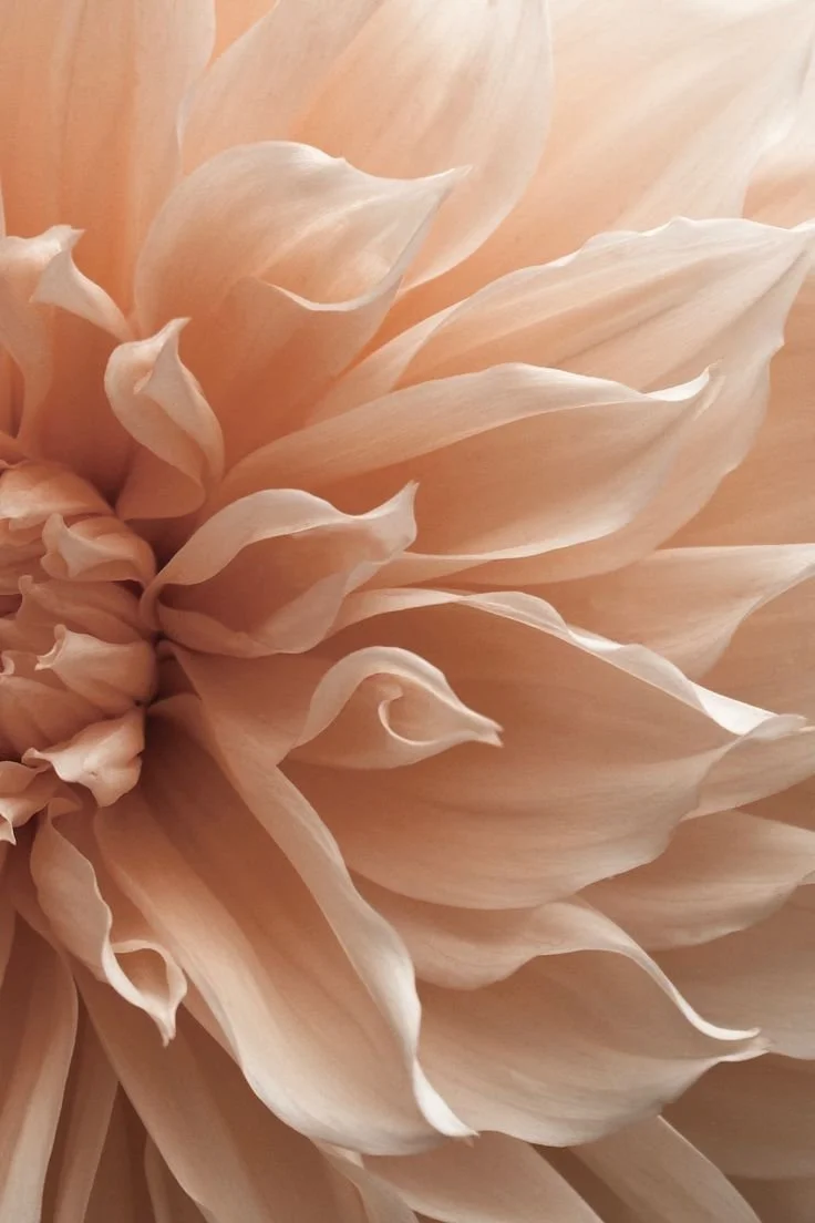 Close-up of a pale peach flower with soft, layered petals.