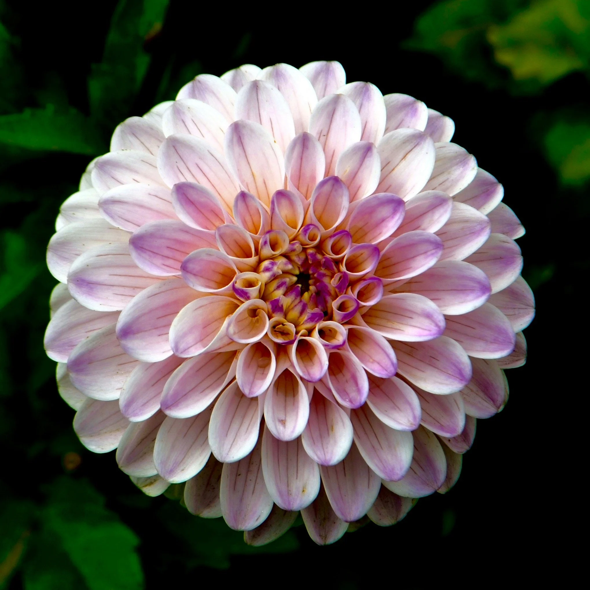A pale pink and white dahlia with layered petals against dark green foliage