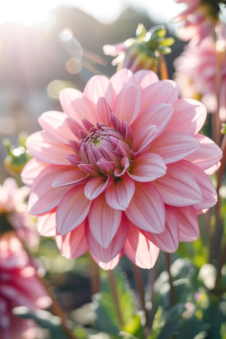 A pink dahlia in full bloom, backlit by soft golden sunlight in a garden.