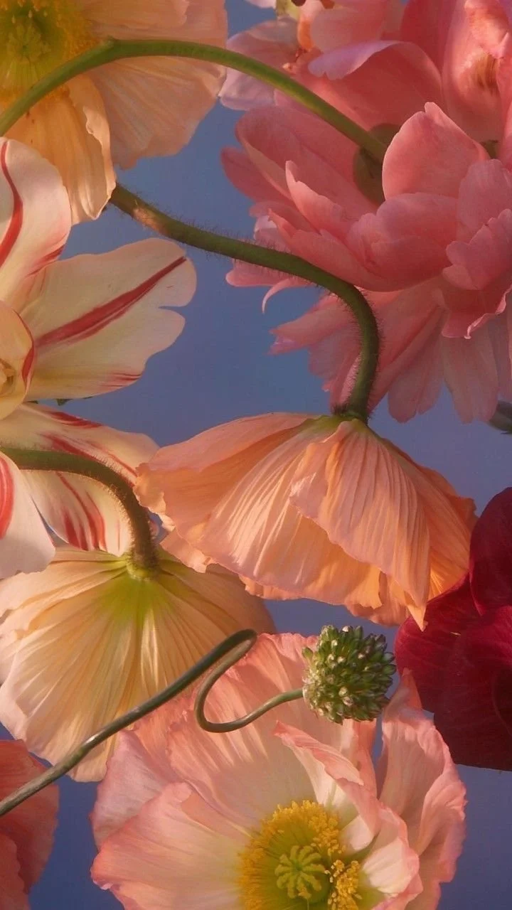 Pale peach and pink poppies with curving stems against a blue background.
