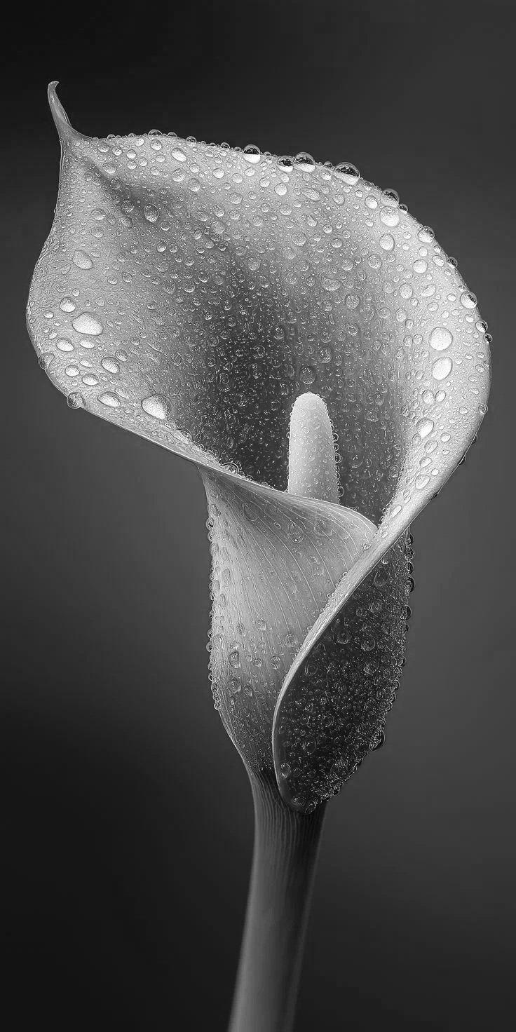 Close-up black and white photo of a calla lily flower with water droplets on its surface.