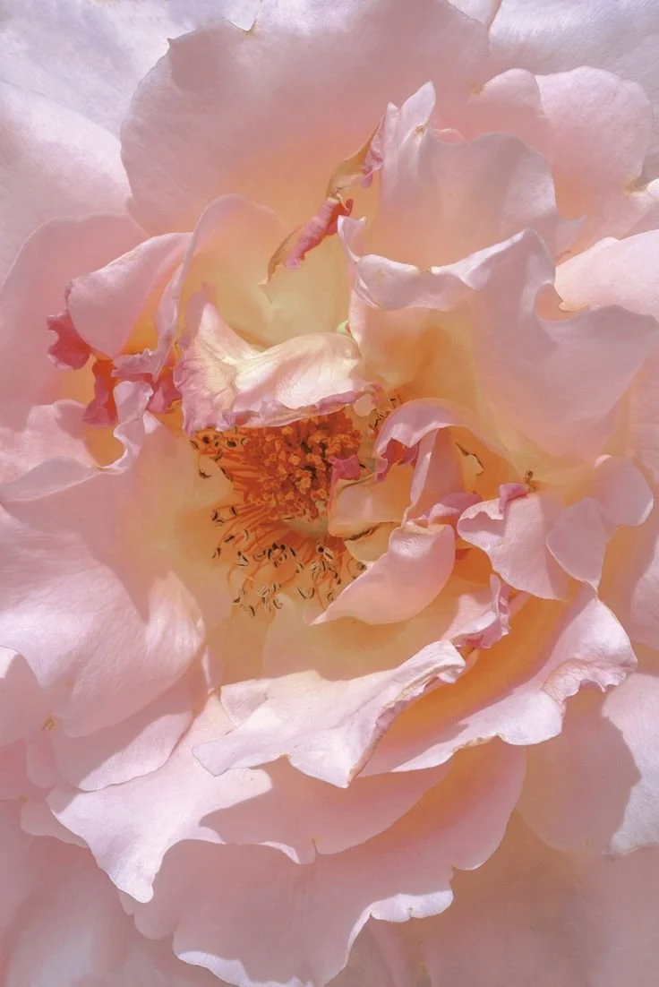 A pale pink rose in full bloom, petals opening around a soft golden center.