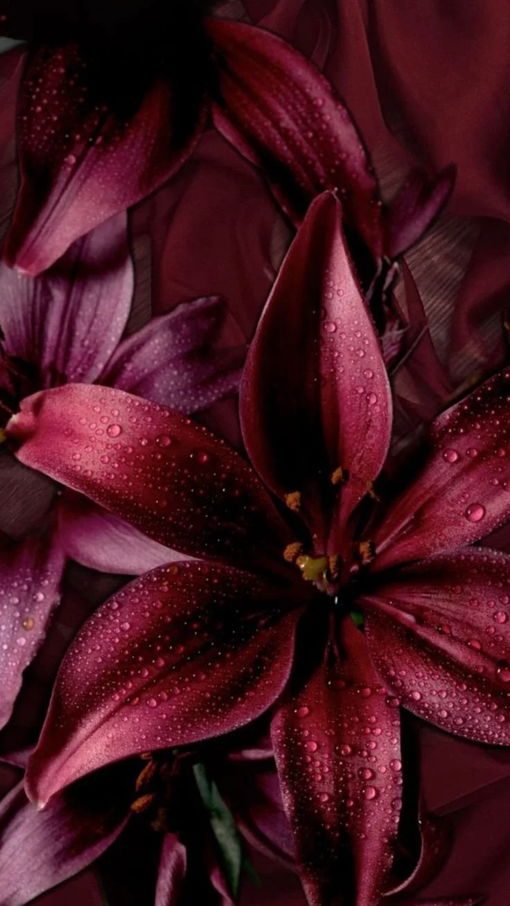 Deep burgundy lilies covered in dew drops against dark fabric.