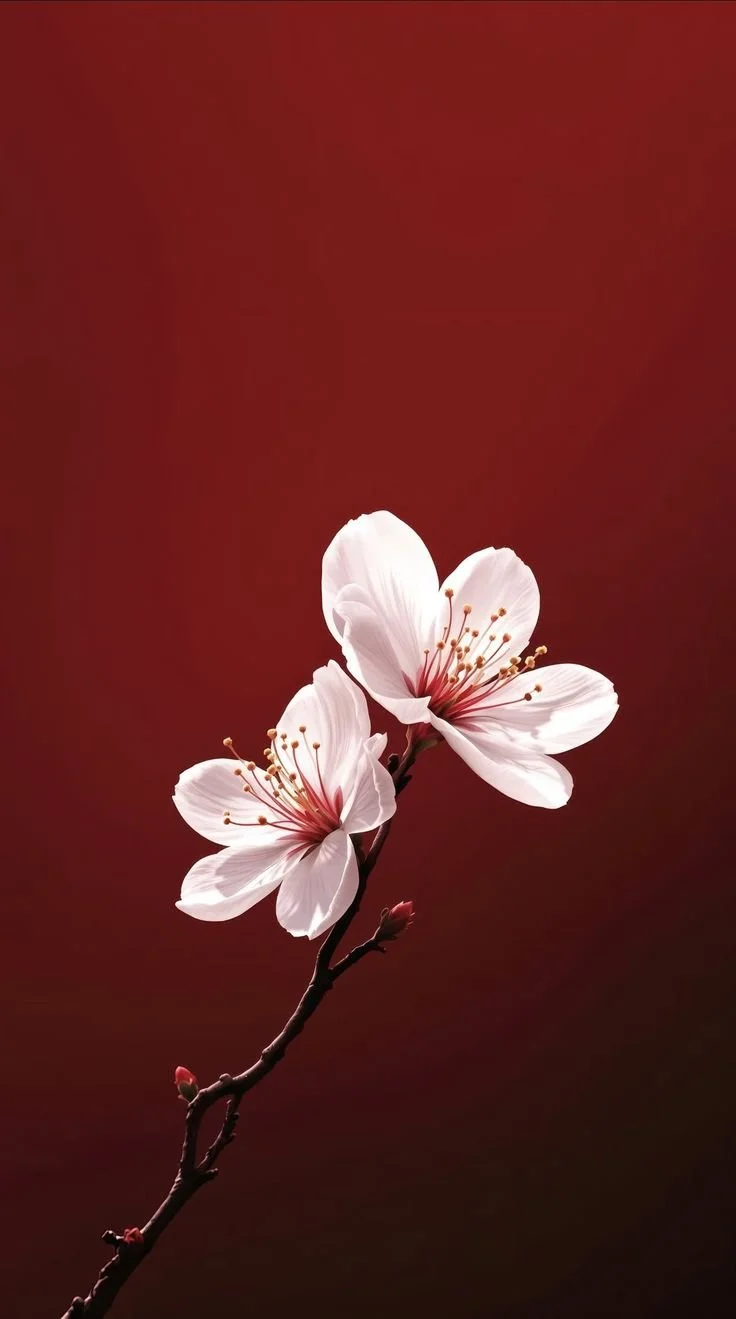 Two white blossoms with red centers on a slender branch against a deep red background