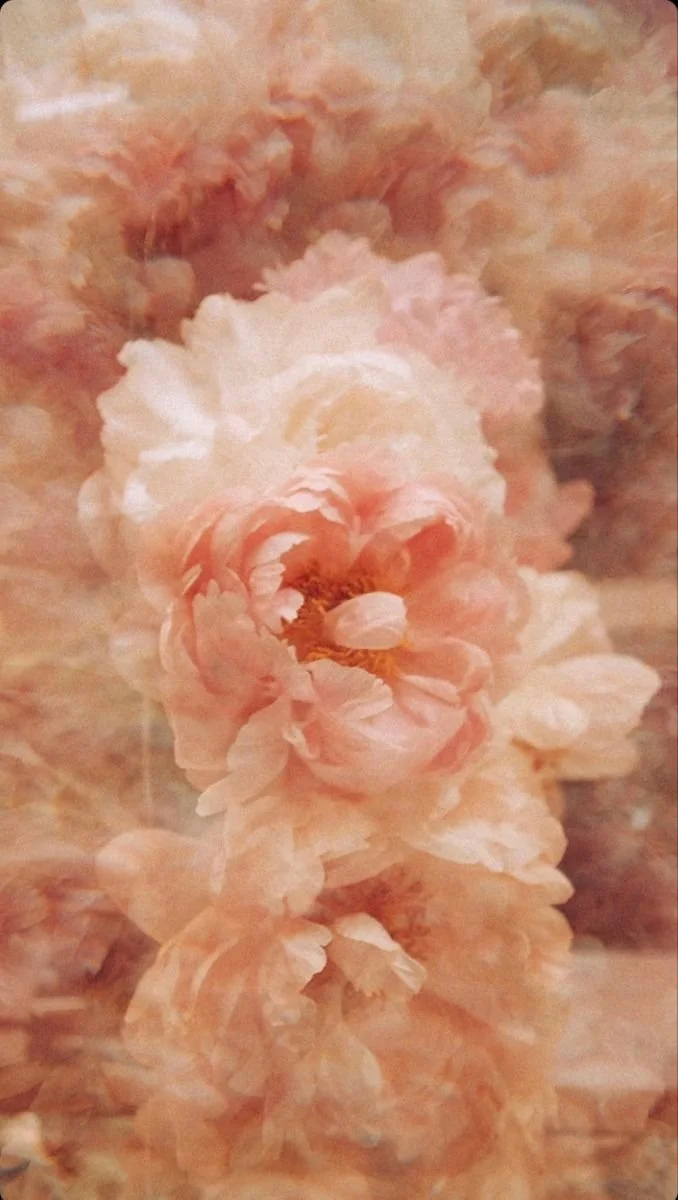 Soft-focus cluster of blush pink and cream peonies in dreamy, muted light