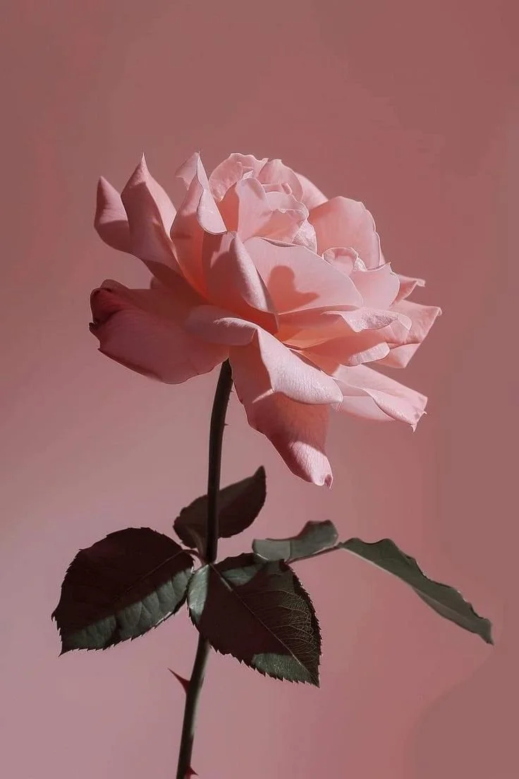 A pale pink rose on a leafy stem against a dusty rose background