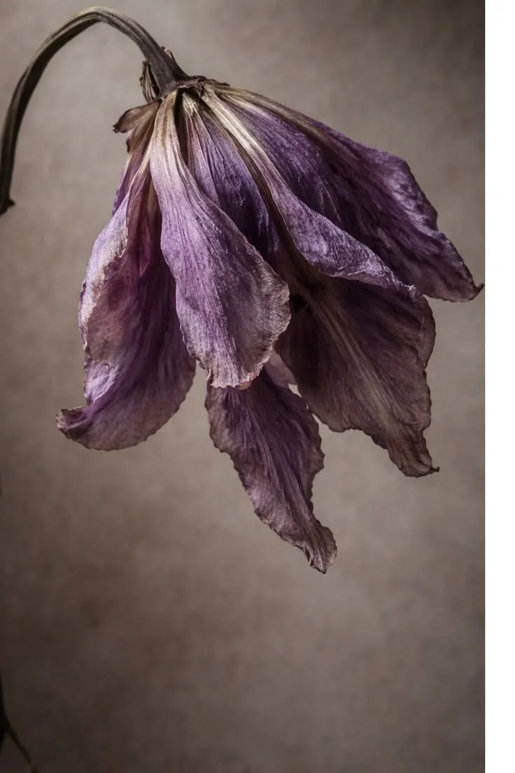 A withered violet drooping on its stem against a muted grey-brown background