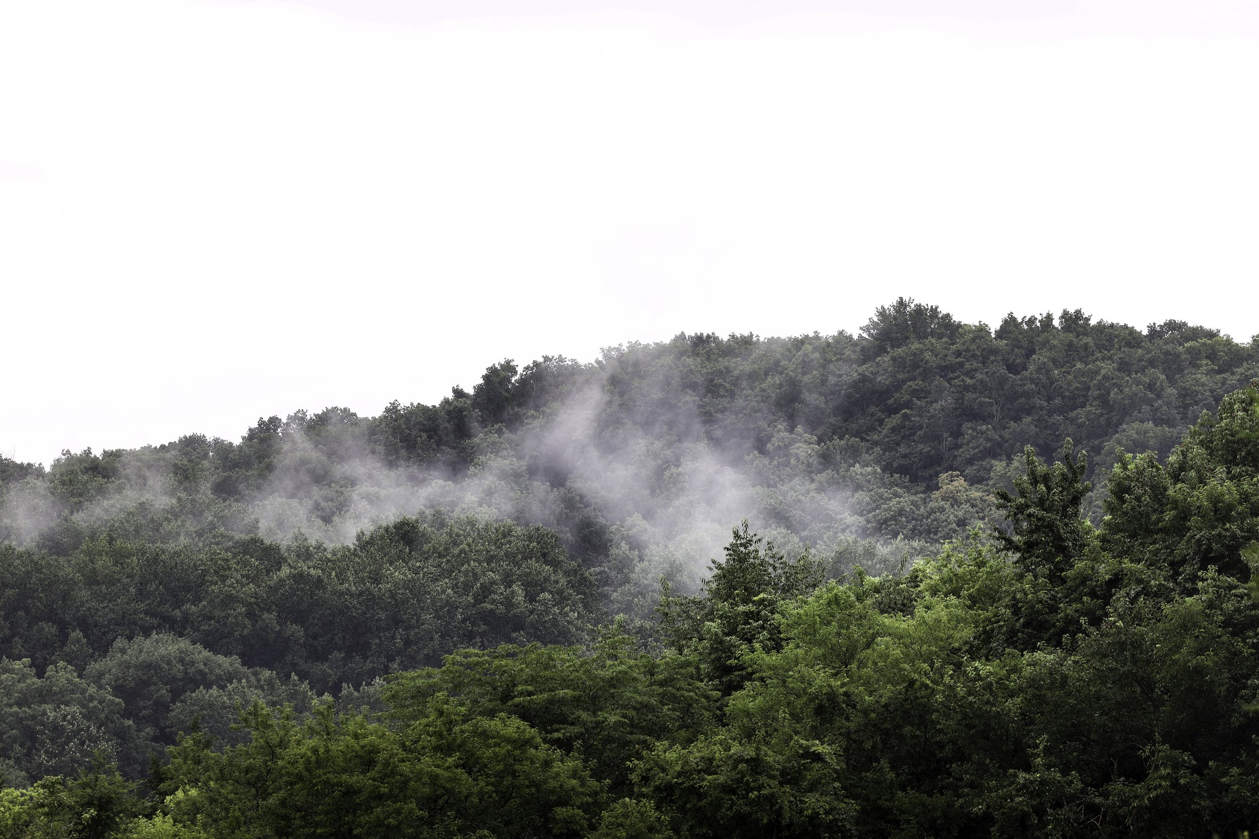 Foggy Trees