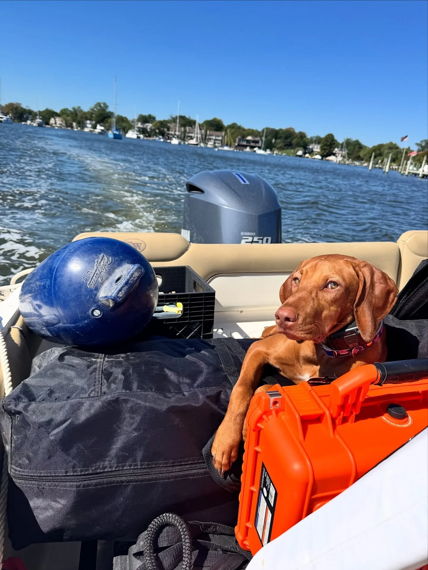 We had a guest aboard today for boat show set up and we think she&rsquo;s pretty great! 13/10