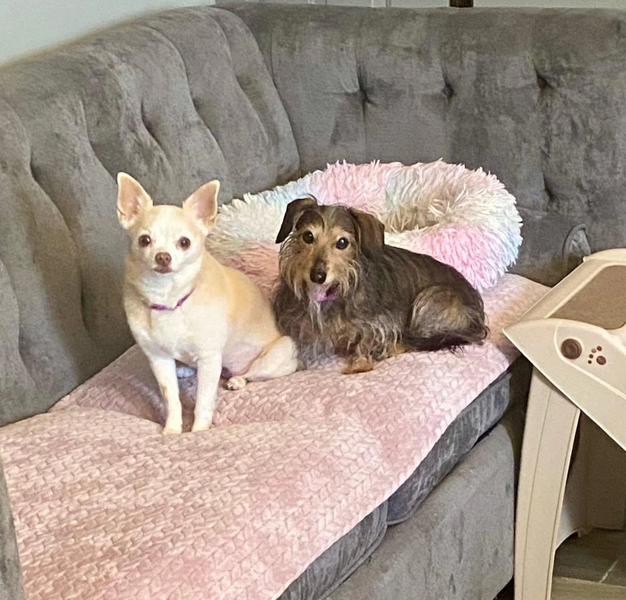 Stephanie and I lost our sweet girl, Jaci Lee Fry, this morning just one month shy of her 13th birthday.

Jaci wasn&rsquo;t just our dog&hellip; she was family.
She was happiest curled up in my hoodie, napping for hours like she owned the world. She 