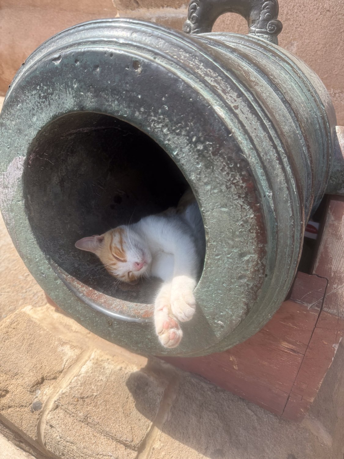 HeidiLaughtonArt-morocco-cats-4.jpg