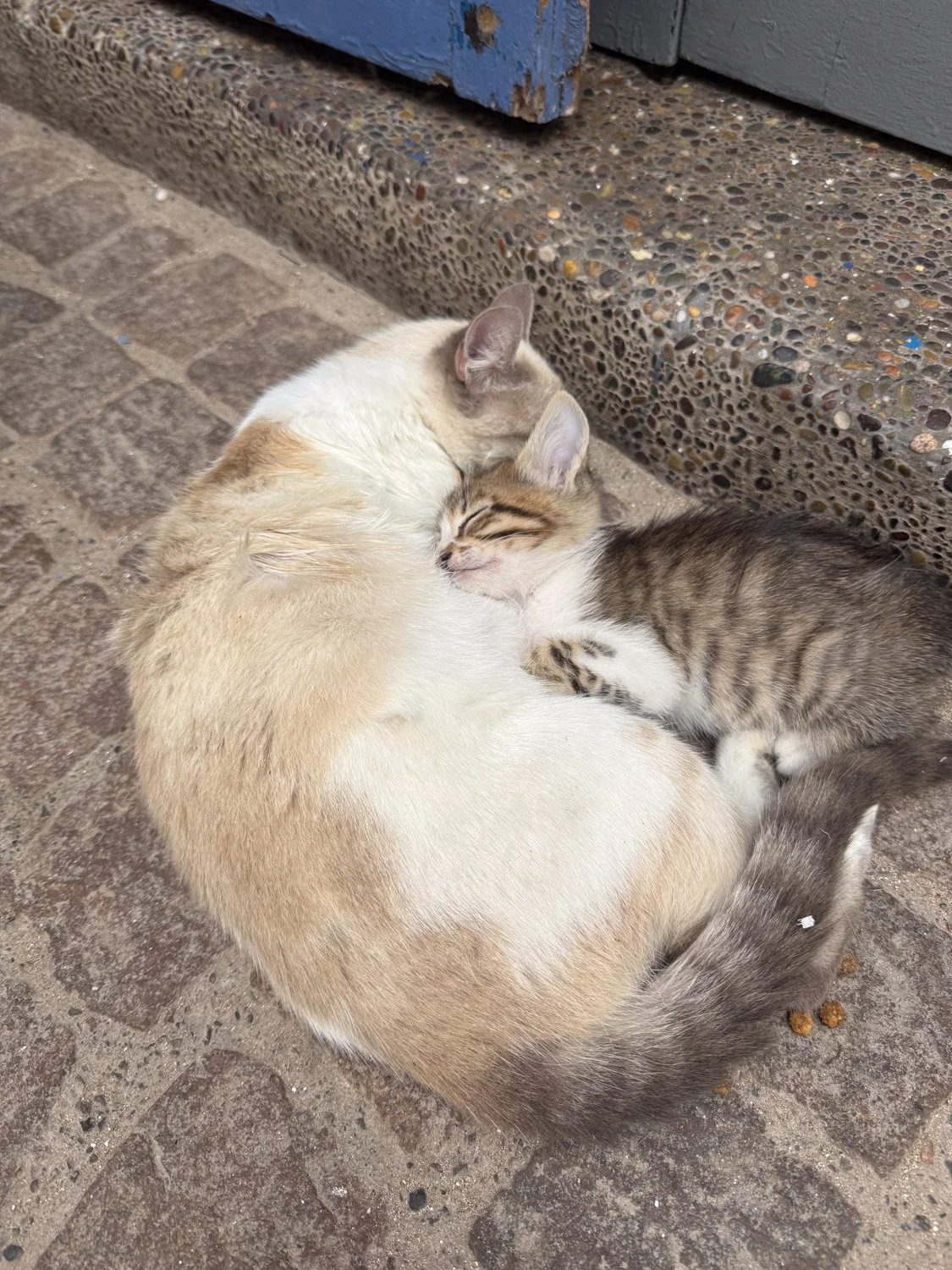 HeidiLaughtonArt-essaouira-cats.jpg