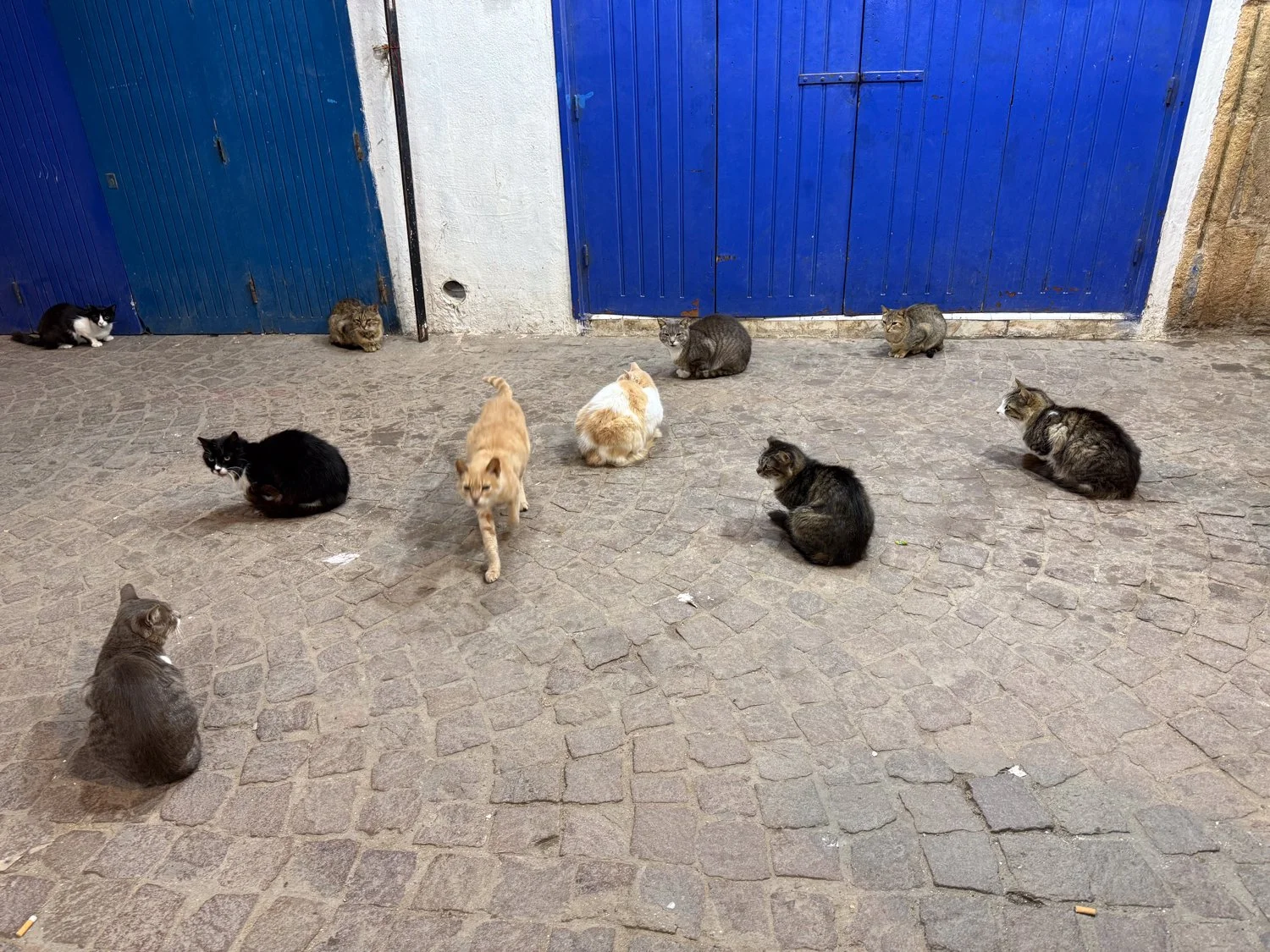 HeidiLaughtonArt-Morocco-cats-3.jpg