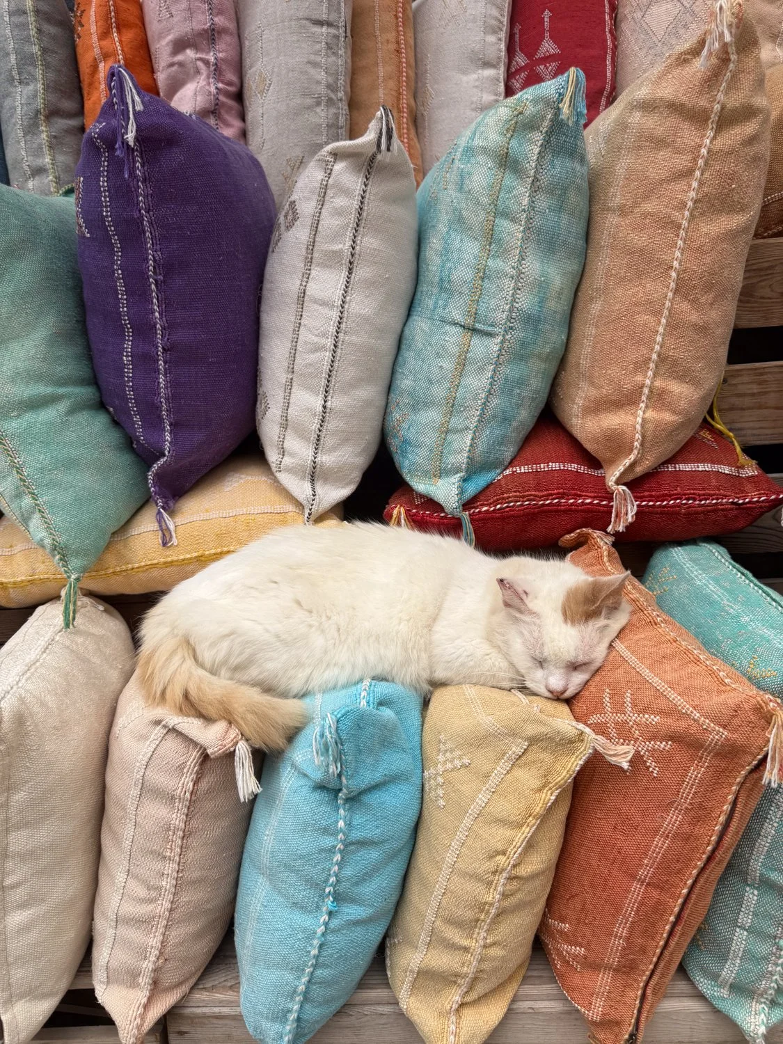 HeidiLaughtonArt-essaouira-cat.jpg